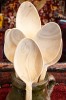 Hand carved boxwood spoon - Size 3